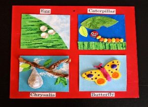 life cycle of butterfly